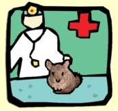 Veterinário para chinchila